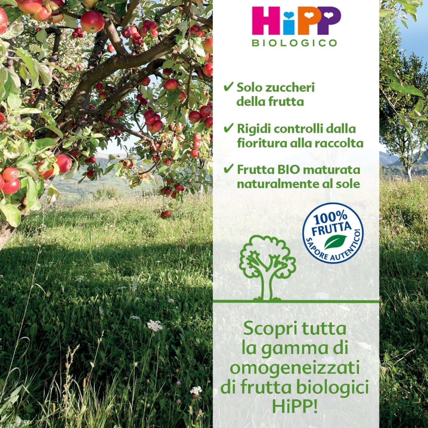 Hipp - Omogeneizzato Mela 6x125g Multipack