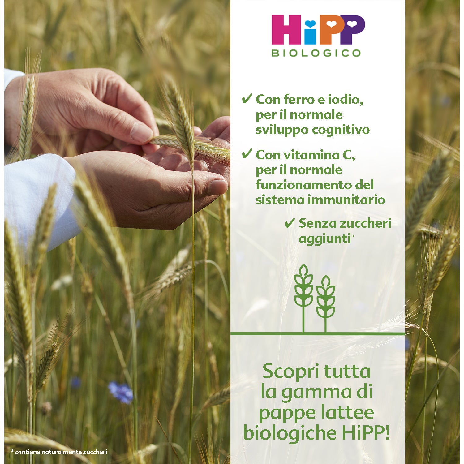 Hipp - Milky Mixed Fruit Pappa 250 gr